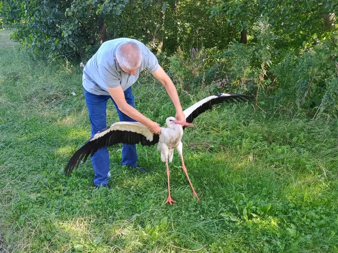 На шацькій трасі збили лелеку: у якому він стані (фото)