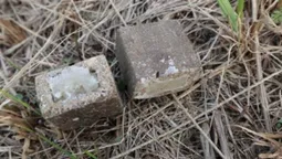 На Волині за 10 днів розкидали майже 400 приманок з вакциною від сказу (фото)
