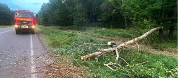 На Волині буревій наробив лиха: повалені дерева паралізували рух транспорту (фото)