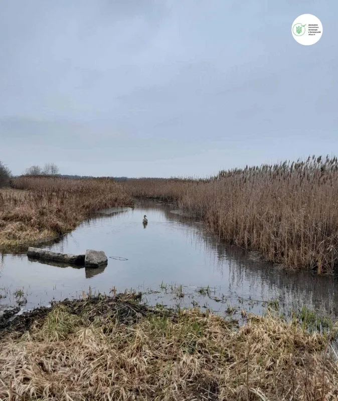 Має шанс вижити: на Волині екологи допомогли молодому лебедю (фото)