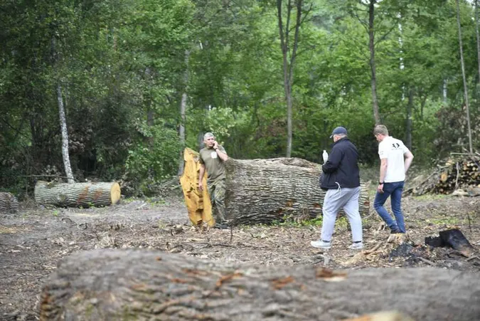 «Крадіжка» дубів на Волині: лісівники сумніваються у добрих намірах євробляхарів
