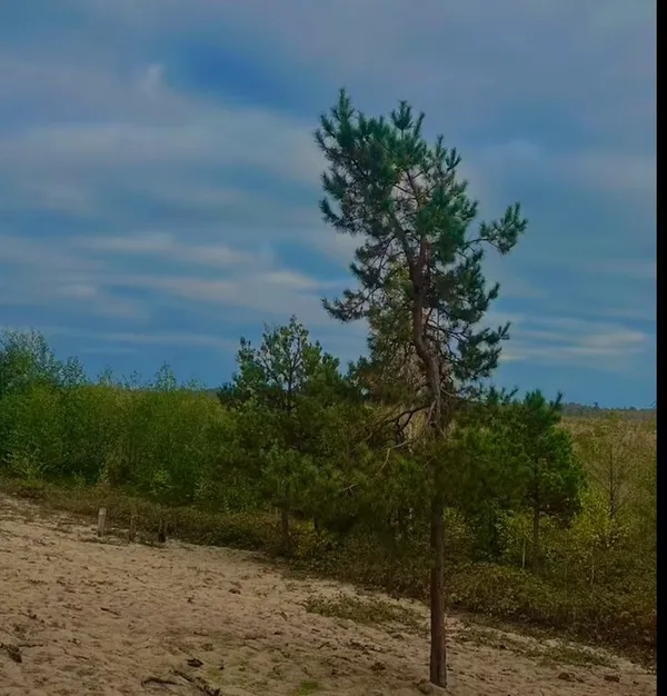 На Поліссі серед боліт ховається унікальна гора, витоптана козаками