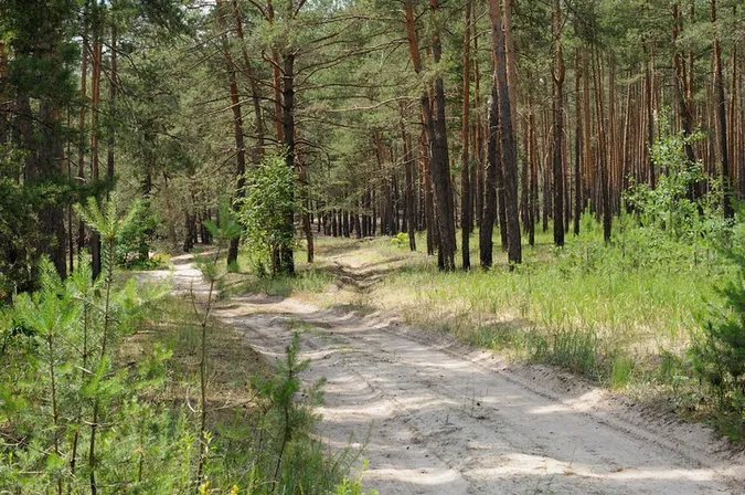 На Волині державі повернули 150 гектарів лісу