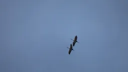 На Волині помітили рідкісних птахів (фото)