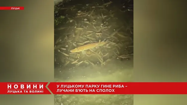 У центральному парку Луцька гине риба – люди б'ють на сполох (відео)