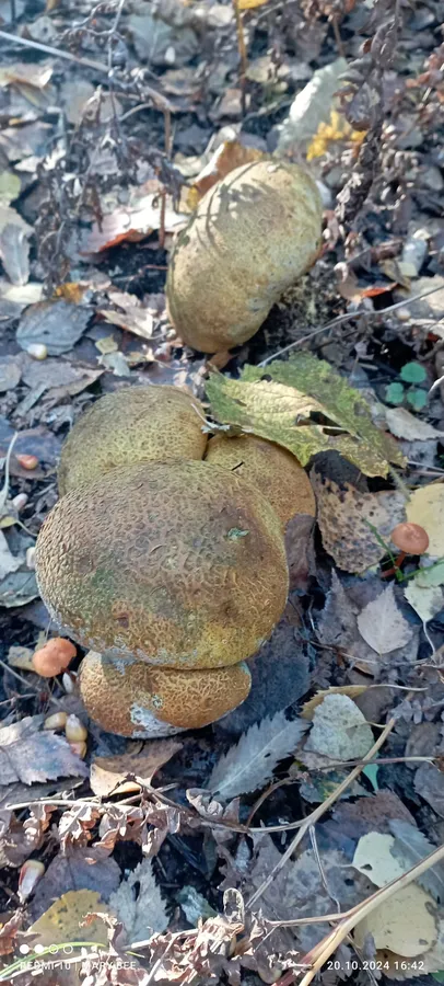 У лісах Волині з'явились гриби з лускою (фото)