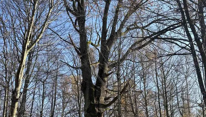 Дуже тісна дружба: у волинському лісі знайшли спаровані дерева (фото)