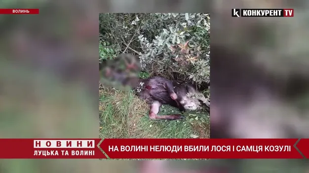 У лісі на Волині знайшли вбитими лося і самця козулі (відео)