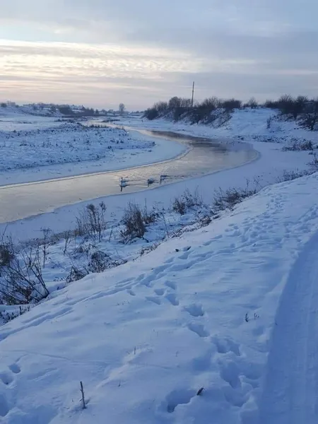 У волинському місті на «білих берегах» оселилась зграя лебедів (фото)