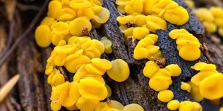 Наче розсипане золото: у лісі знайшли дивовижні гриби (фото)