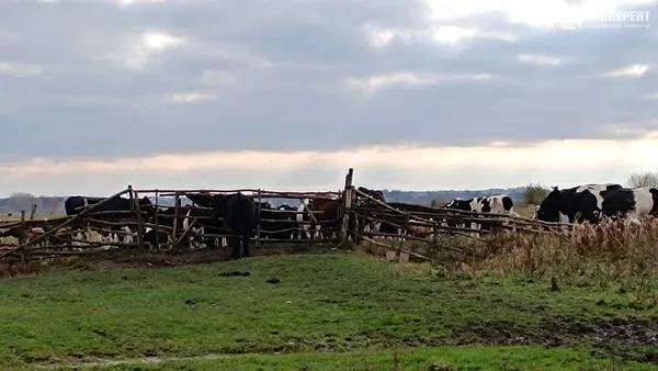 Вівці з Донеччини помирають на Волині: чому отара опинилася зимувати просто неба (фото)