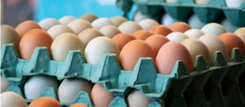 Фермерські, домашні, інкубаторські: скільки коштують яйця на ринку в Луцьку (фото)