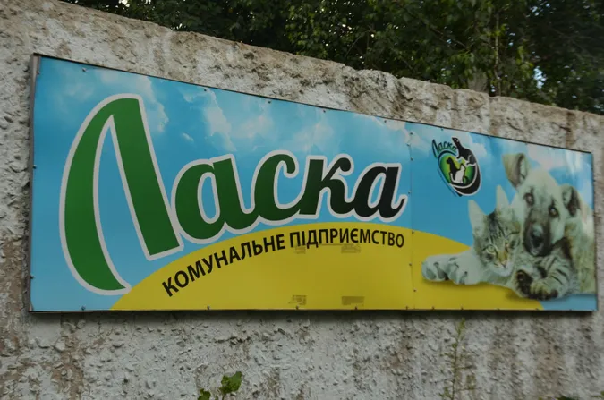 До Луцька приїдуть представники міжнародної організації із захисту тварин