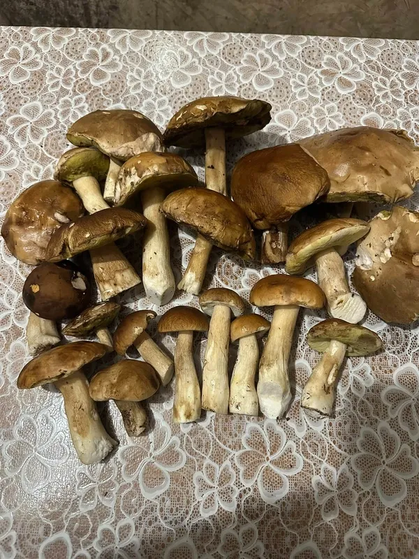Ледь вмістилися у кошики: на Маневиччині показали грибний врожай (фото)