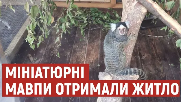 Мініатюрних мавп у «Луцькому зоопарку» переселили в нове помешкання (відео)