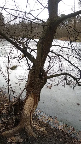 Нетипові зимові пейзажі «Цуманської пущі» (фото)