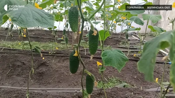 Перші огірочки