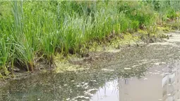 Через вандалів водойма в парку 900-річчя Луцька втратила воду і засмерділа (фото)