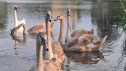 Фото дня: лебеді-підлітки на волинському озері