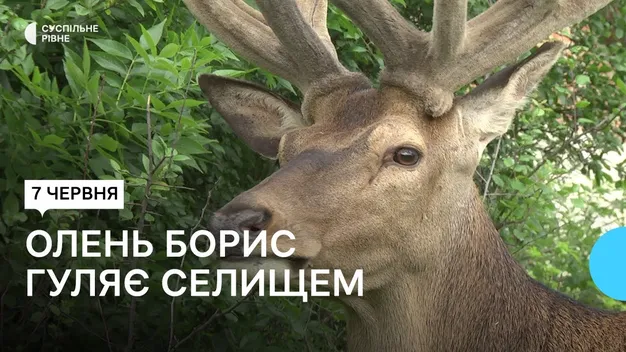 Олень Борис з Волині став зіркою TikTok та туристичною родзинкою Рівненщини (відео)