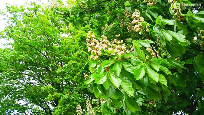 У Луцьку розквітли каштани (фото)