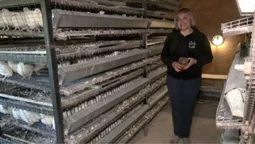 Частину продукції передає госпіталю у Луцьку: волинянка створила перепелину ферму (фото)