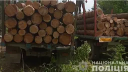 На Волині у лісосмузі знайшли зрізані сосни (фото)