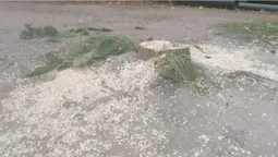 Законно чи ні: у Луцьку на проспекті Соборності зрізали дерева (фото, відео)