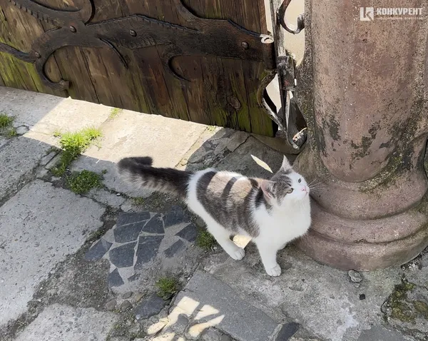 Сонце і котики: весна у будинку Голованя (фото)