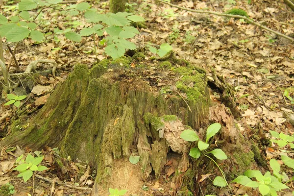 Біля Луцька росте унікальний 200-літній ліс: чому він особливий (фото)