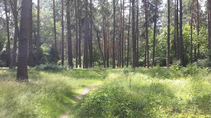 Які гриби збирають у червні