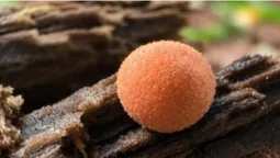 Повзає по дереву, полює, а потім перетворюється на рожеву кульку: в українських лісах ховається диво-організм (фото)