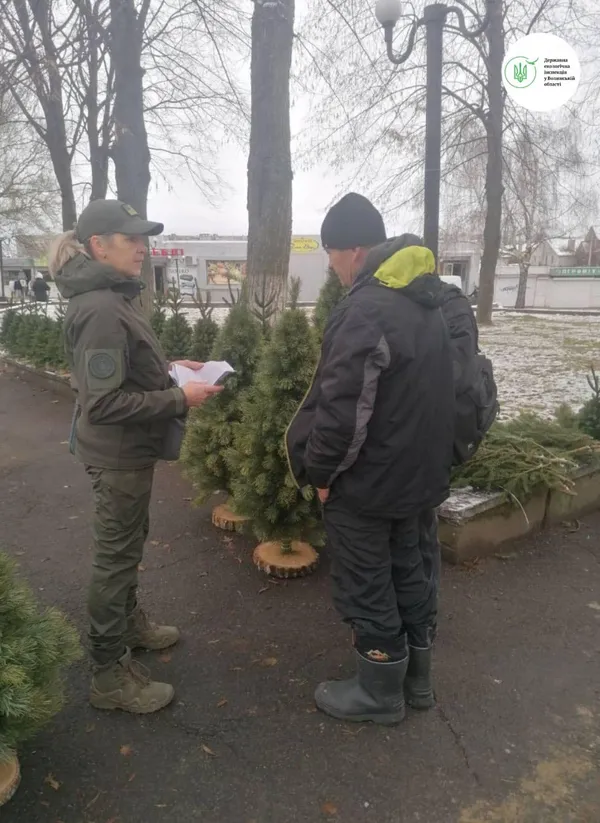 Операція «Новорічна ялинка»: на Волині виявили деревця-нелегали