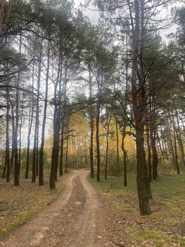 На Старовижівщині знайшли кілограмового білого гриба (фото)