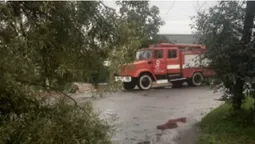 На Волині сильний вітер повалив дерево на дорогу (фото)