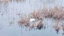 У Західному Бузі виявили десятки мертвих лебедів