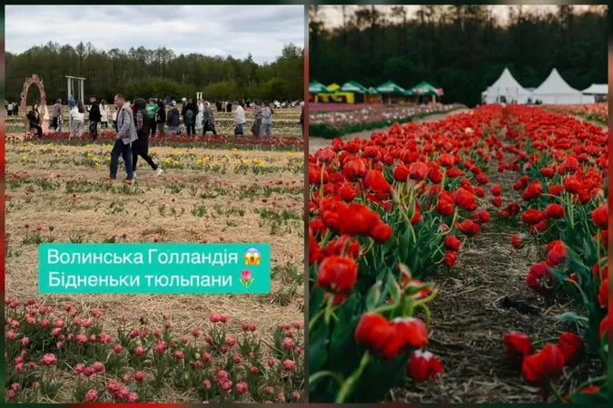 Ціна перевищує очікування: волиняни не вражені цвітінням квітів на фестивалі тюльпанів