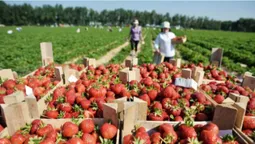Як волинська глибинка перетворилася на полуничну столицю