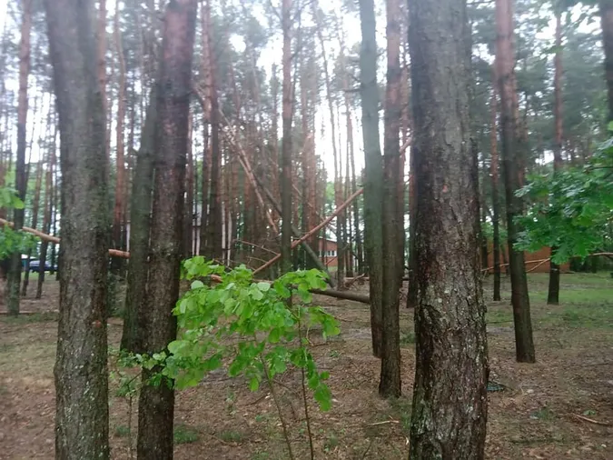 Вирвані з корінням дерева: на Світязі через буревій постраждав дитячий табір (відео)