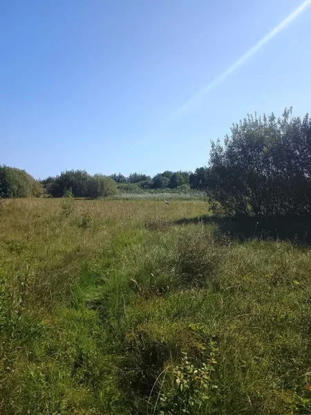 Попік лапи об електродроти: на Волині рятували лелеку (фото)