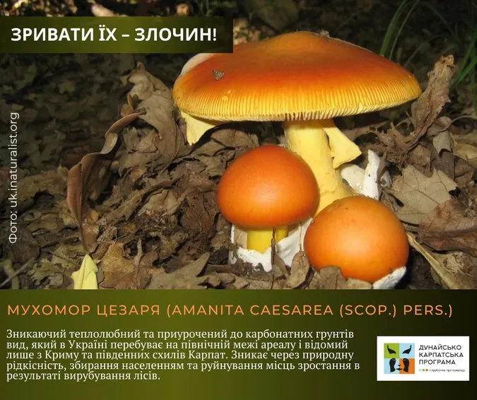 Не тільки отруйні: які гриби не можна збирати в Україні (фото)
