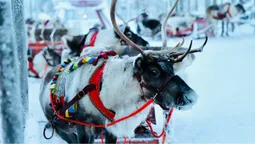 У центрі Луцька помітили справжнього новорічного оленя (фото)