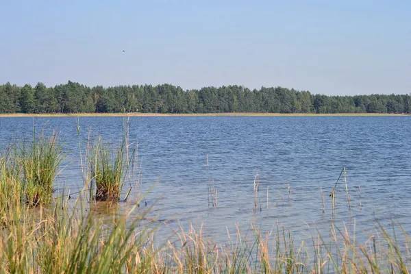 Не за всі гроші світу: на яких волинських озерах можна дешево відпочити (фото)
