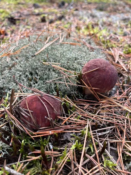 🍄 У якому лісі на Волині назбирали повний кошик білих грибочків (фото)