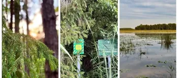 У лісах Полісся причаїлося диво природи – рідкісний острів ялинок (фото)