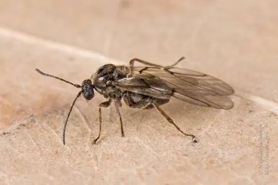 Горіхотворка – дрібна оса з родини Cynipidae, яка відкладає яйце у тканини молодого дуба
