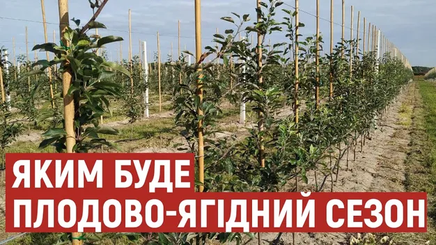 Плодово-ягідний сезон: на який врожай очікують волинські фермери