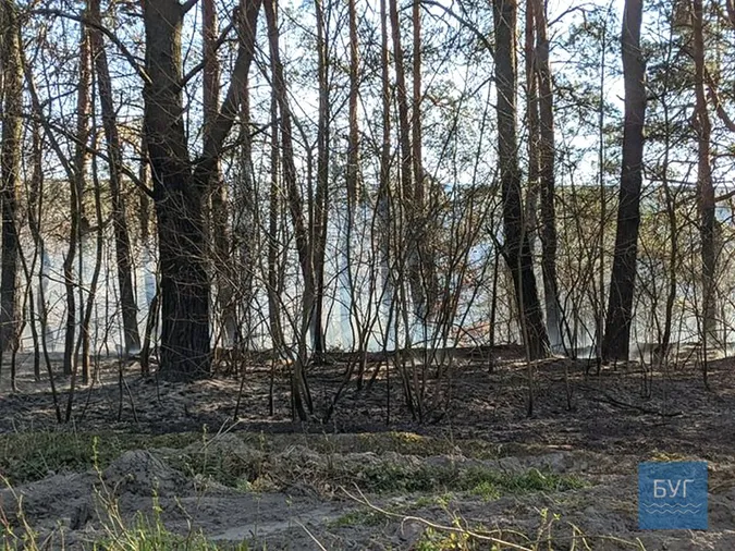 Біля Володимира загорівся ліс: ймовірно, через підпали сухої трави (відео)