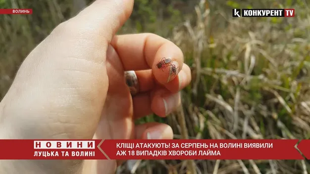 Кліщі атакують: у серпні на Волині виявили 18 випадків хвороби Лайма (відео)