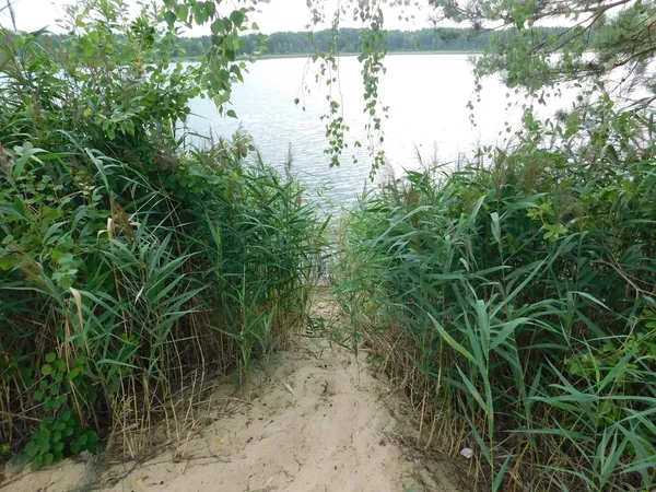 Морські пляжі посеред лісу: на Поліссі причаїлося глибоке озеро з цілющою водою (фото)